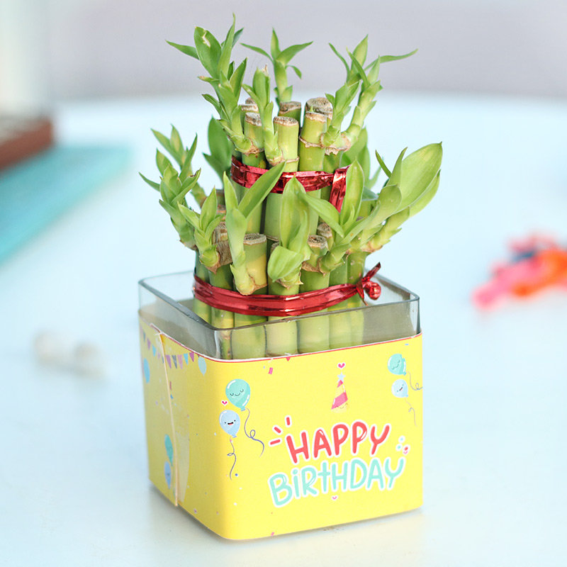 Bamboo Birthday Plant