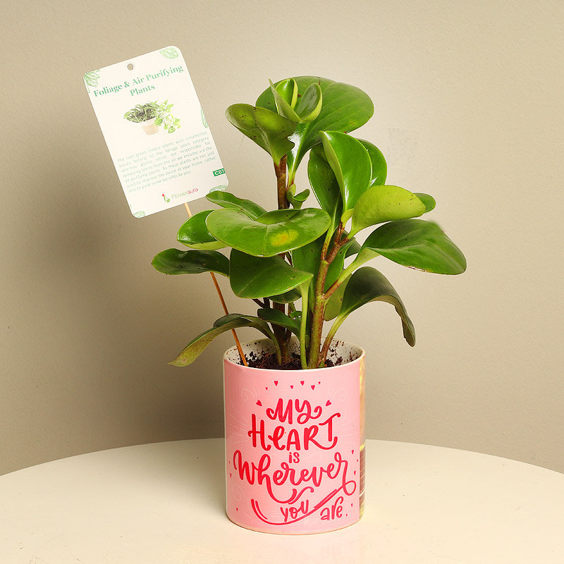 Glossy Peperomia Plant