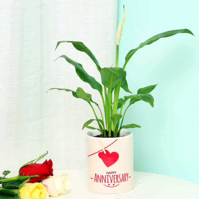 Wonderful Peace Lily Plant