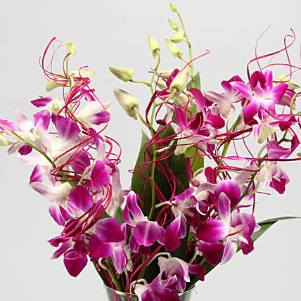 Vibrant Purple Orchid Bunch