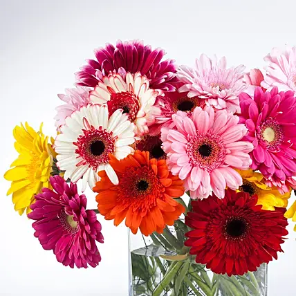 Elegant Gerberas In Glass Vase