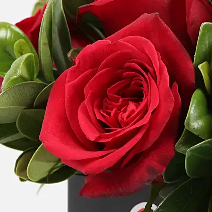 Beautiful Red Roses