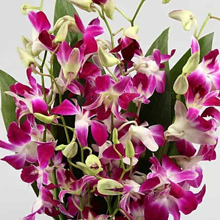 Gorgeous Purple Orchid Bunch