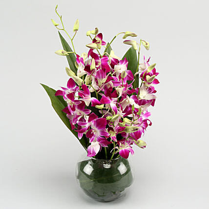 Gorgeous Purple Orchid Bunch