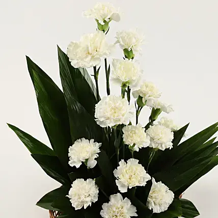 White Carnations Cane Basket Arrangement
