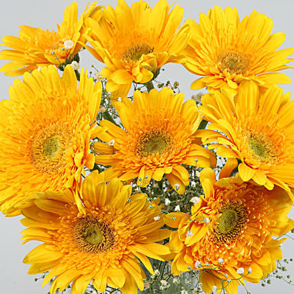 Yellow Mystique Gerbera Vase