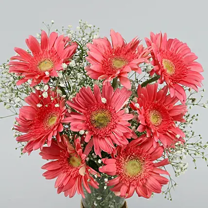 Beautiful Pink Gerberas Vase