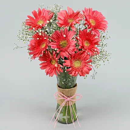 Beautiful Pink Gerberas Vase