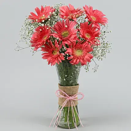 Beautiful Pink Gerberas Vase