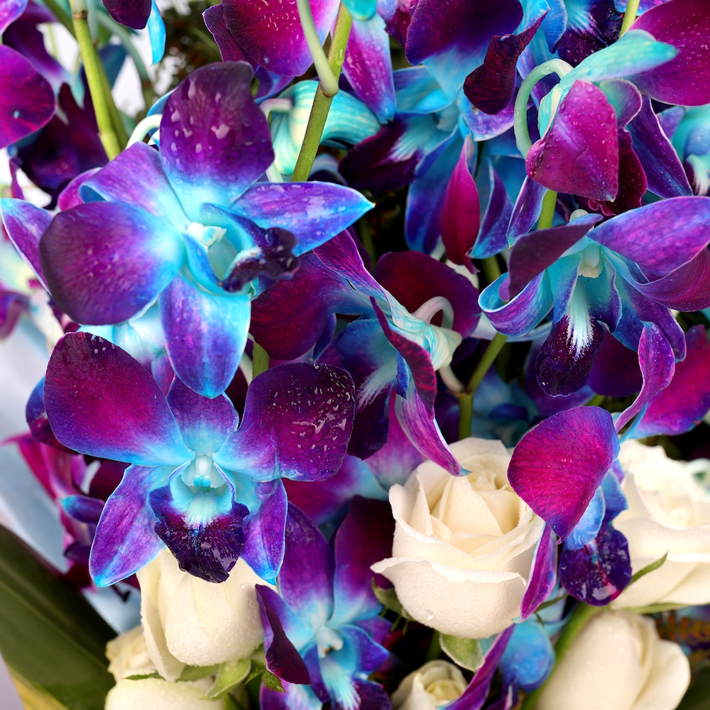 Love And Emotions Orchid