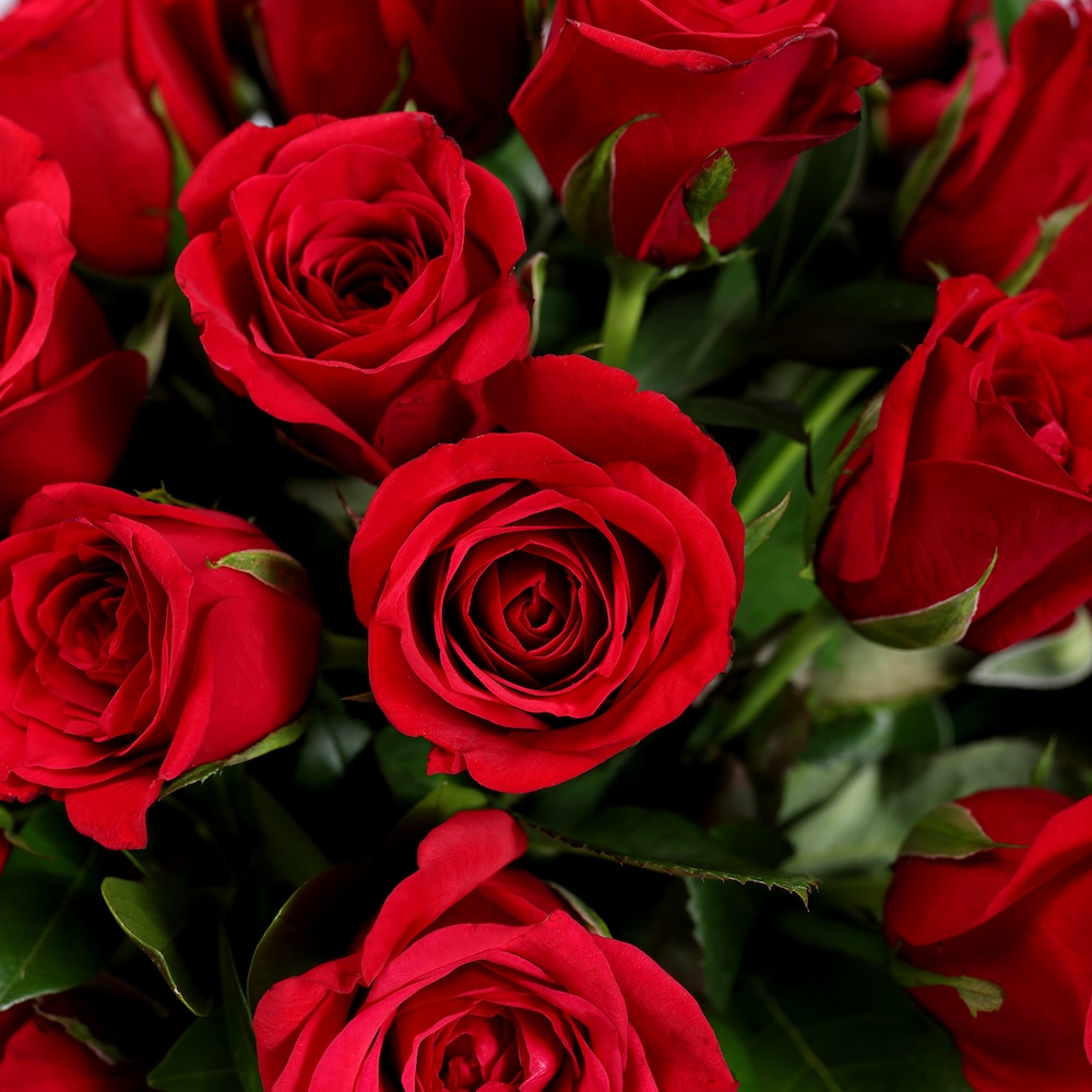 Red Roses Love