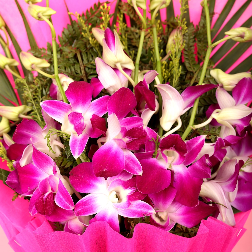 Premium Pink Orchid