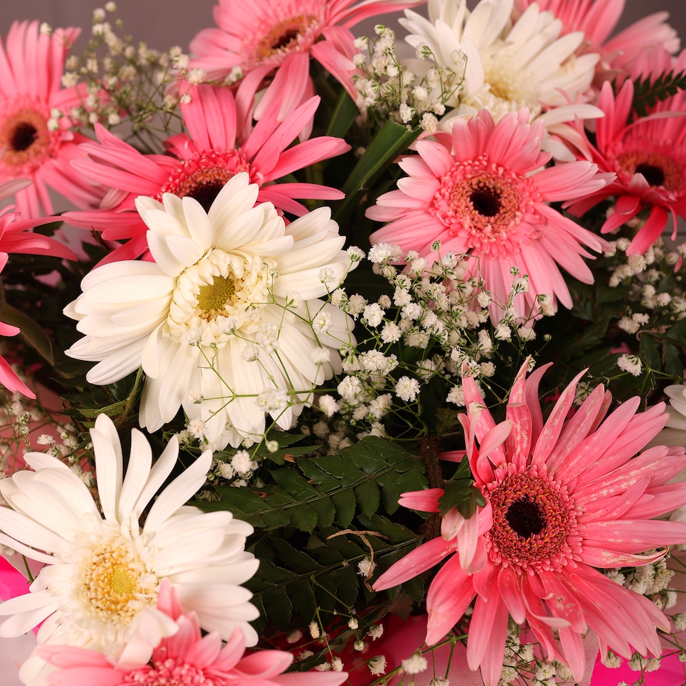 Blooming Pink Gerbera