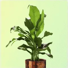 Plants