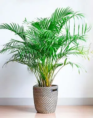 Plants