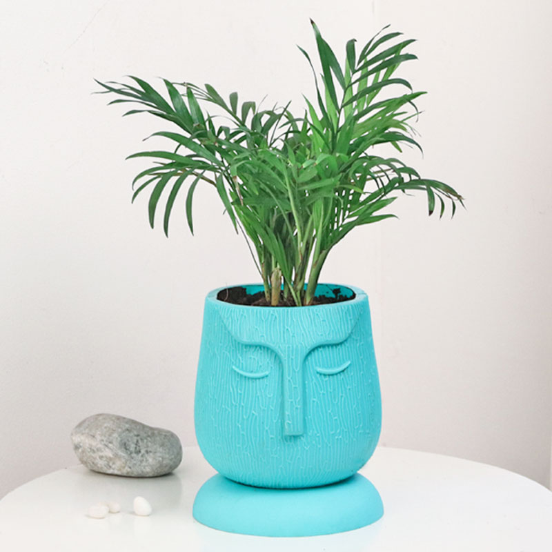 Indoor Plants