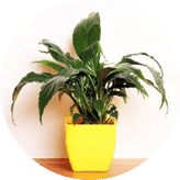 Air Purifying Plants