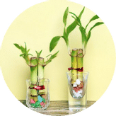 Lucky Bamboo