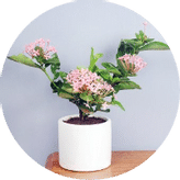 Flowering Plants