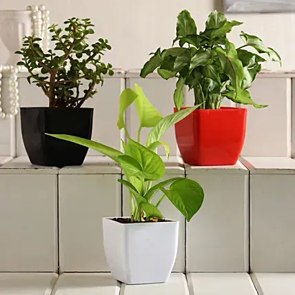 Plant Sets