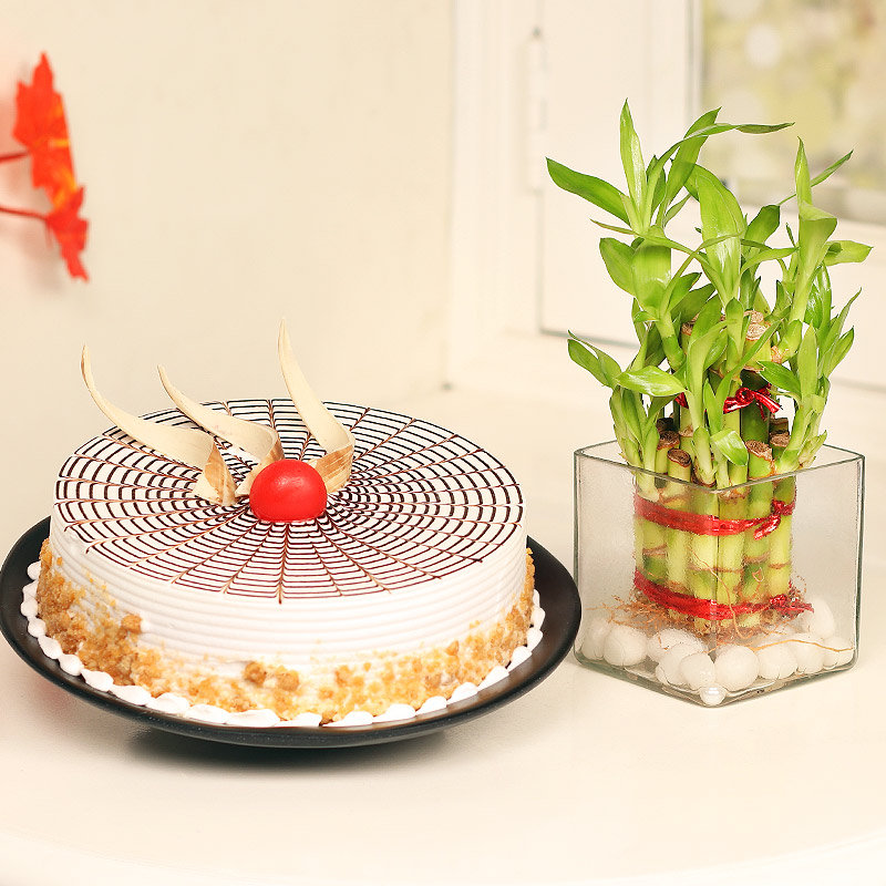 Cake N Plants