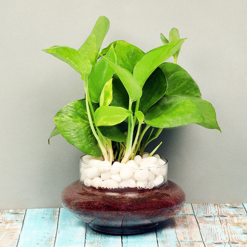 Lucky Money Plant Terrarium