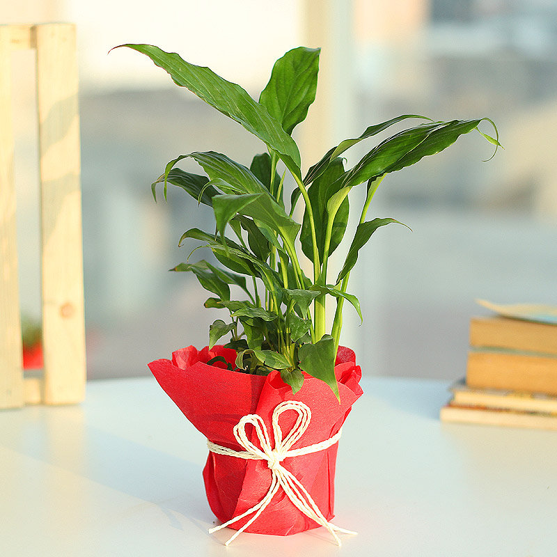 Eye Pleasing Peace Lily