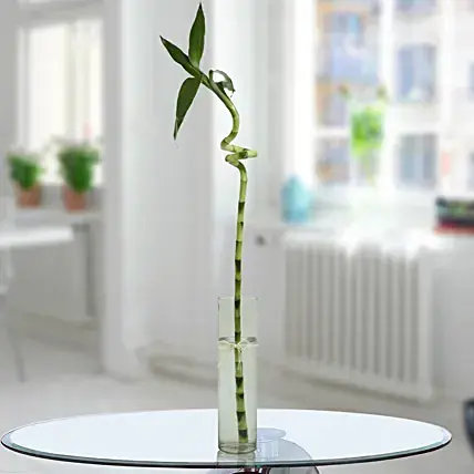 Bamboo Spiral Stick Plant