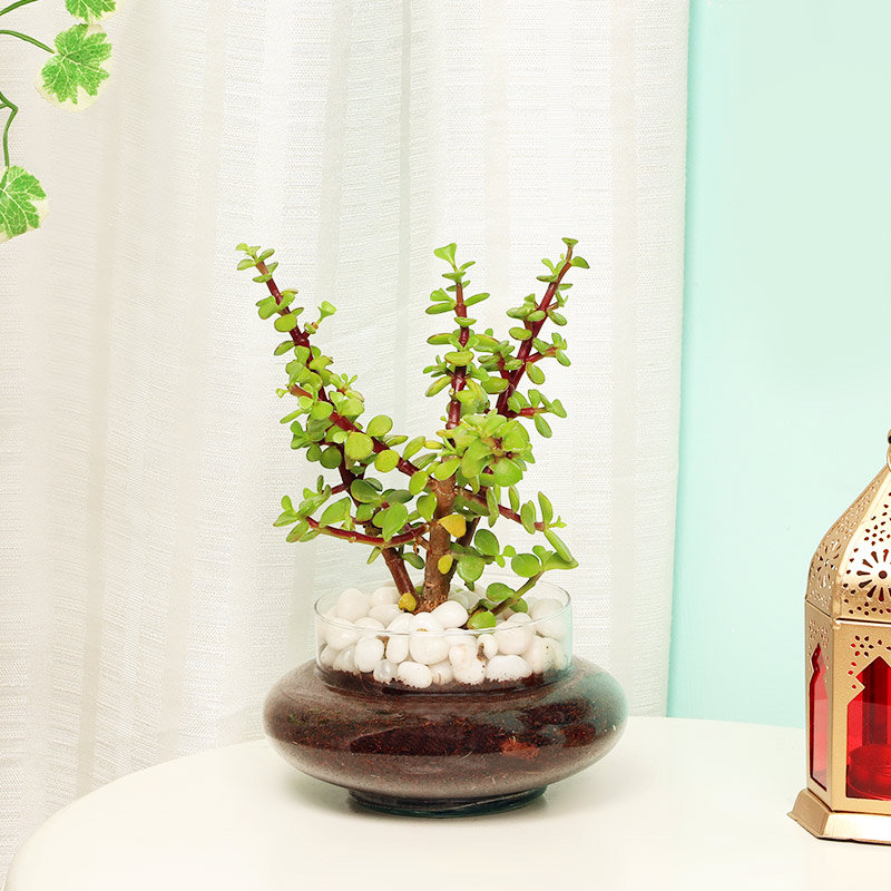Profuse Jade Terrarium