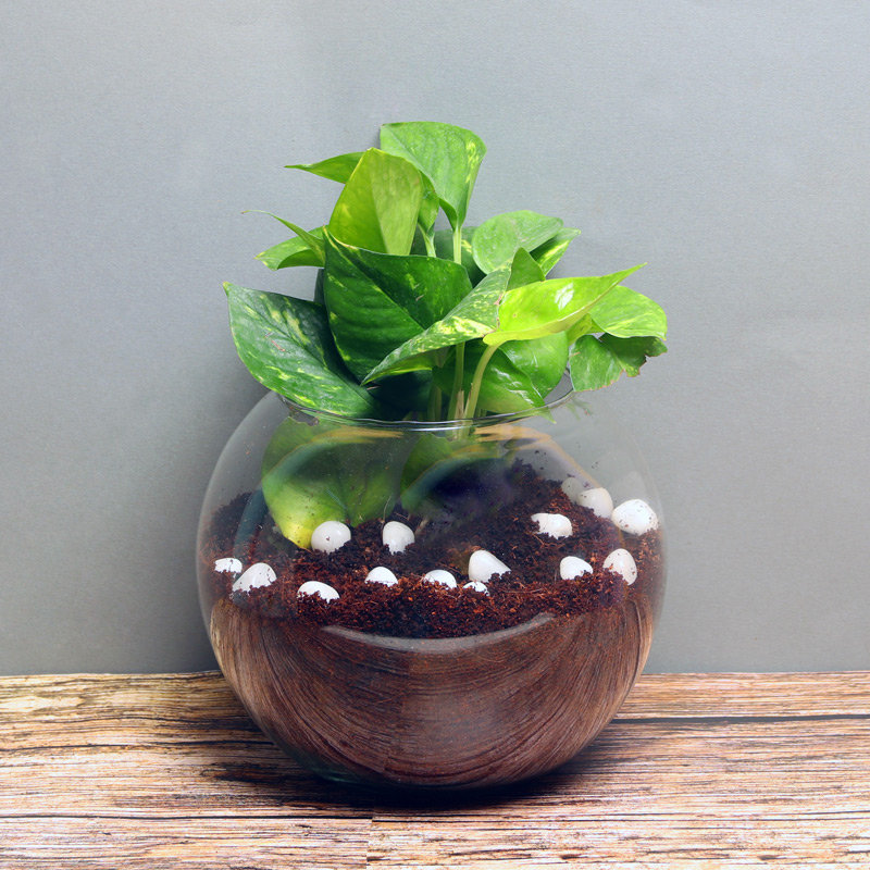 Charming Mystic Money Plant
