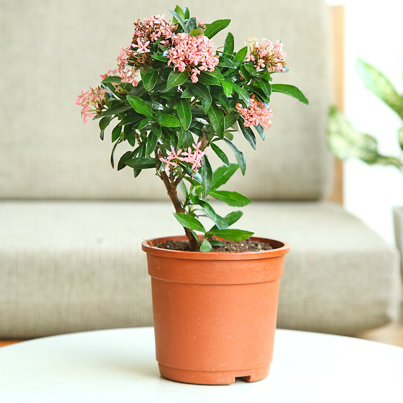 Ixora Shrub