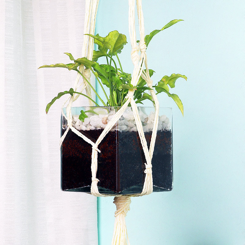Hanging Syngonium Plant