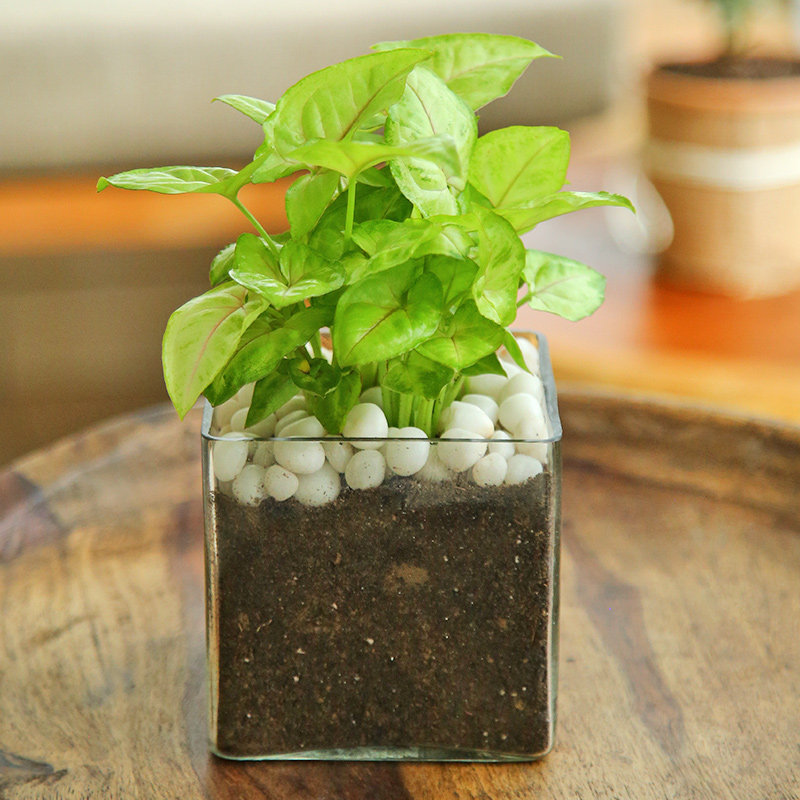 Beauteous Syngonium Terrarium
