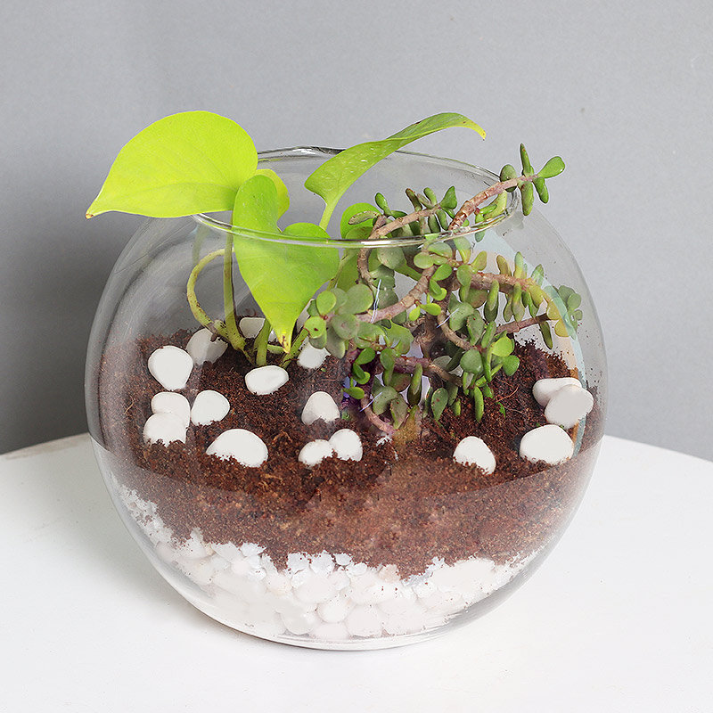 Money Plant And Jade Terrarium
