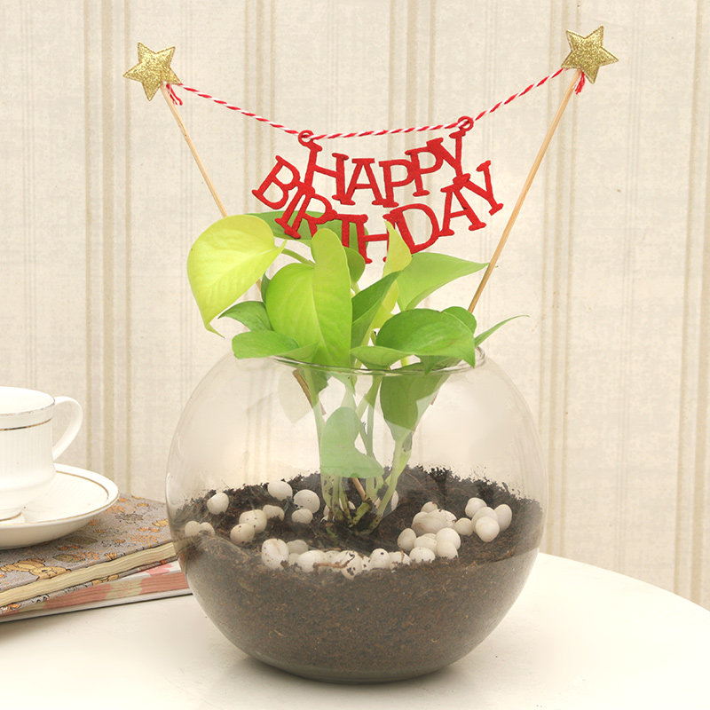Money Plant