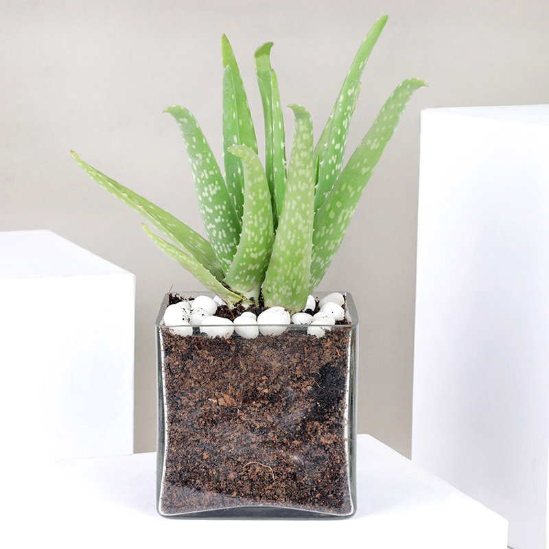 Impressive Aloe Vera Terrarium