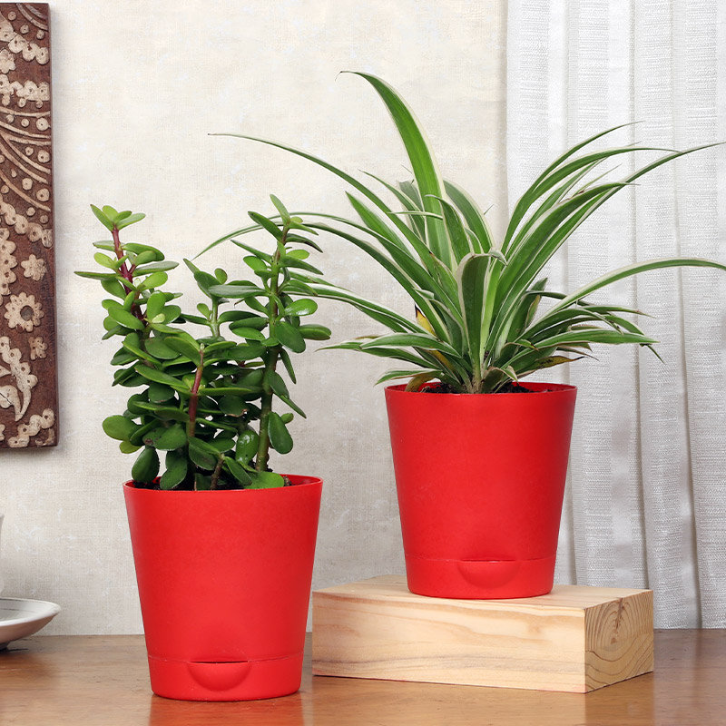 Spider N Jade Plant Combo