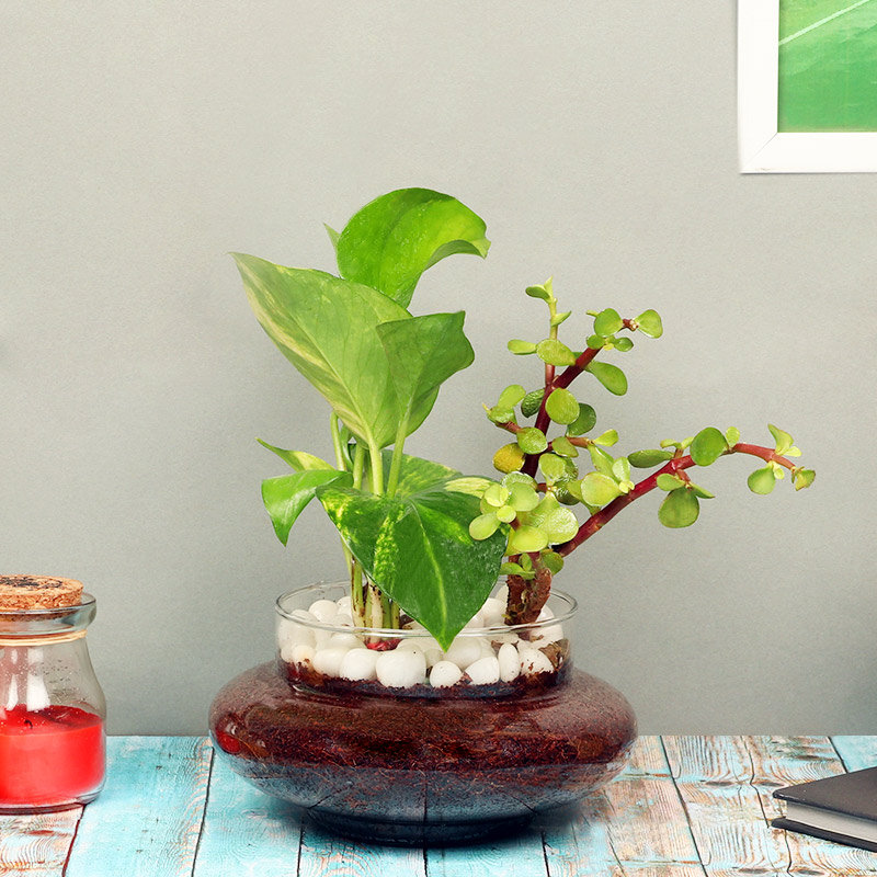 Money And Jade Terrarium