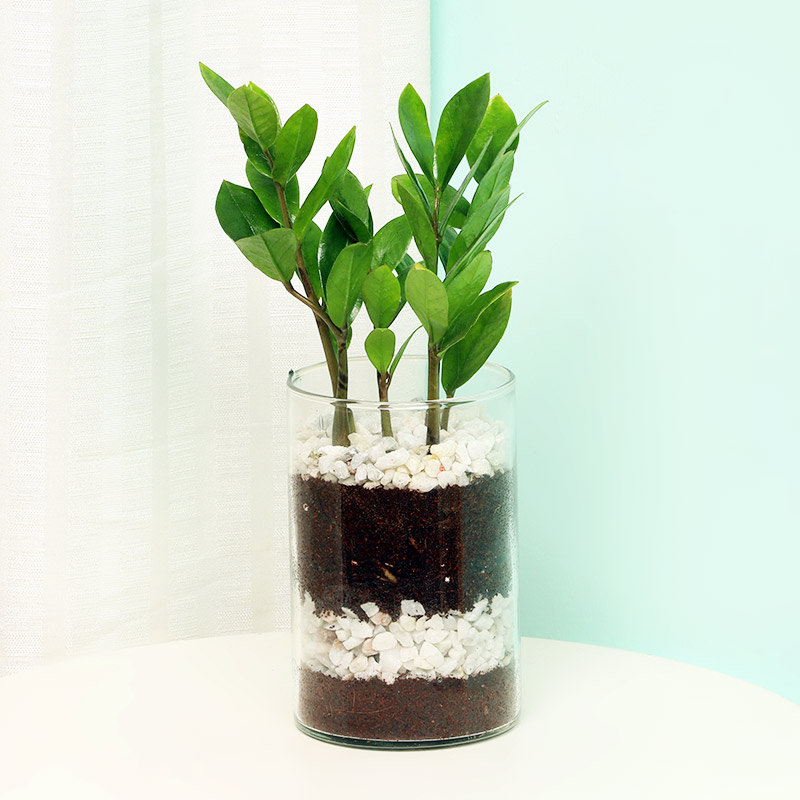 Zamia Zamioculous Terrarium