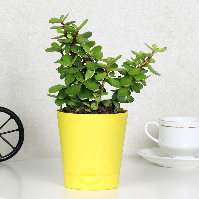 Joyful Jade Plant