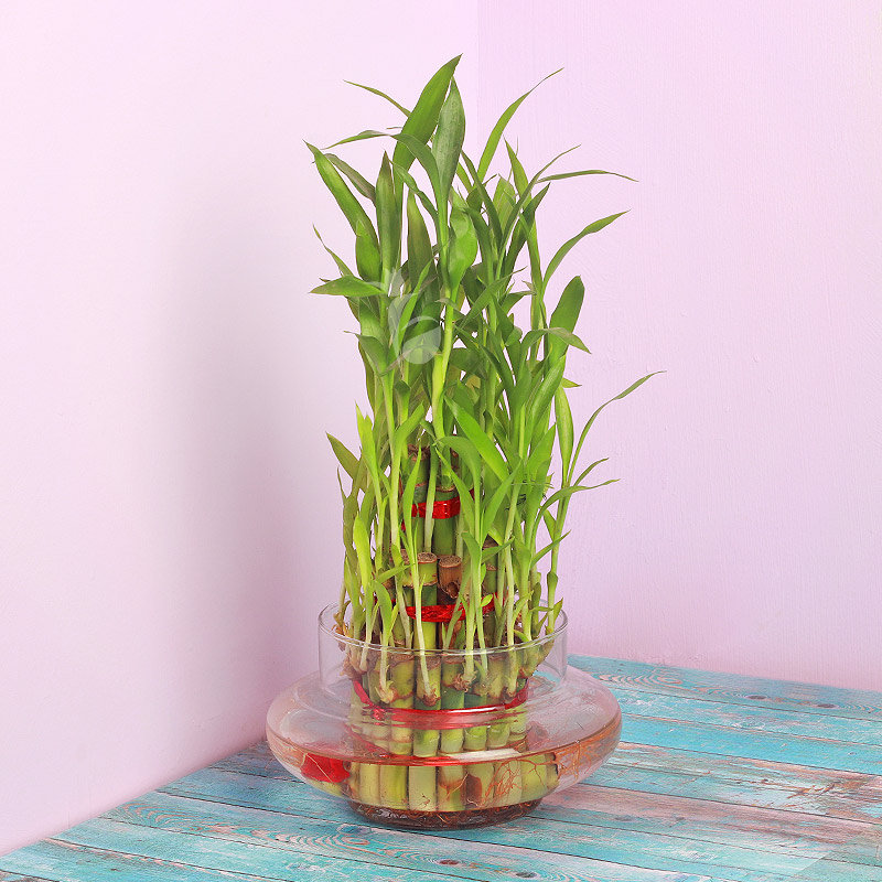 Triple Layer Bamboo