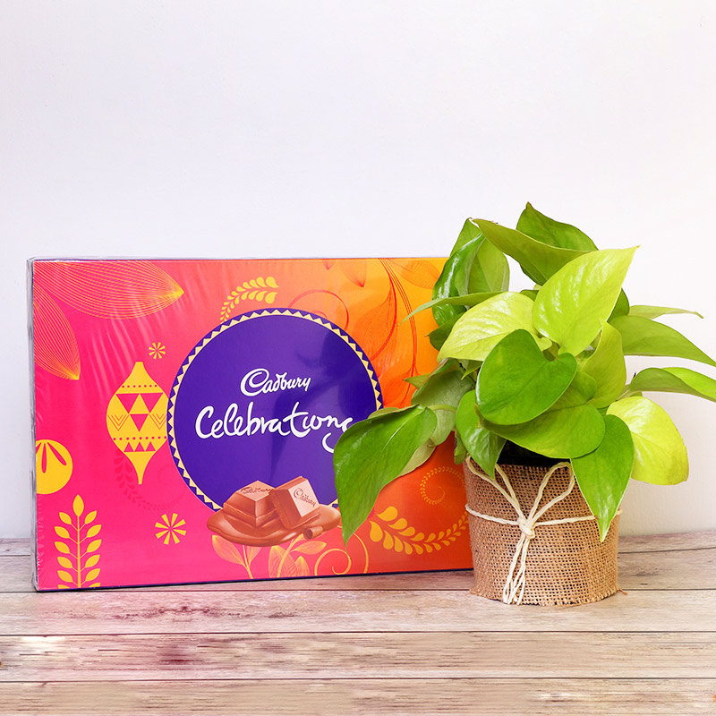 Money Foliage
