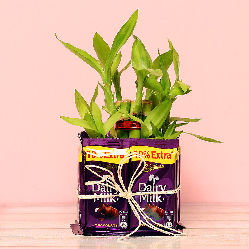 Captivating 2 Layer Bamboo Plant