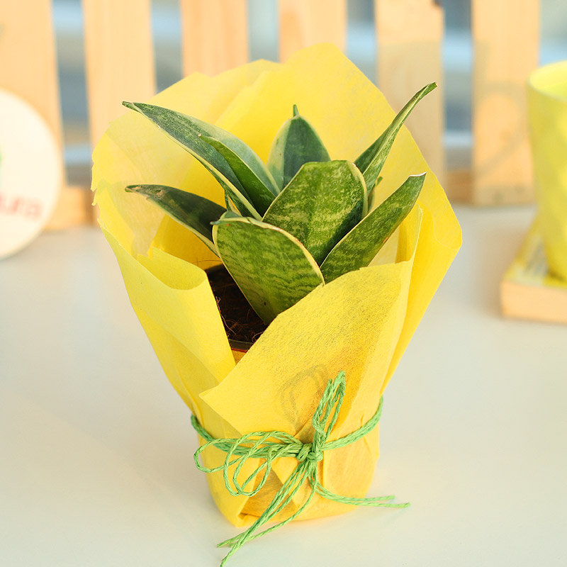 Snake Around Plant