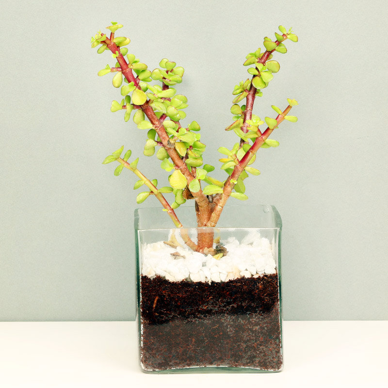 Lush Jade Terrarium