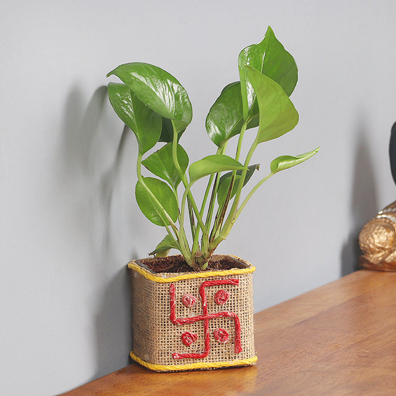 Delightful Money Plant