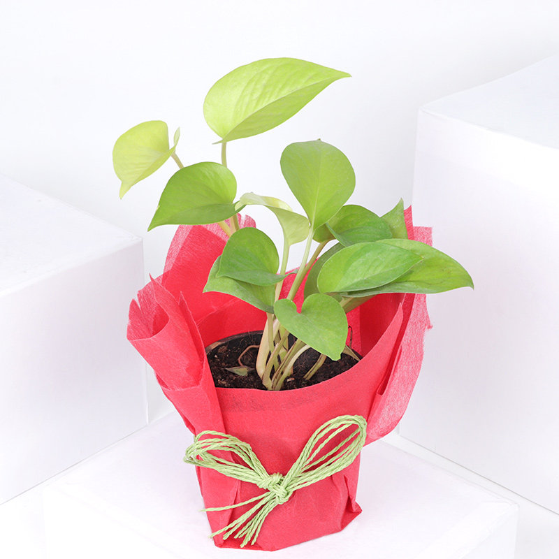 Mesmerising Money Plant