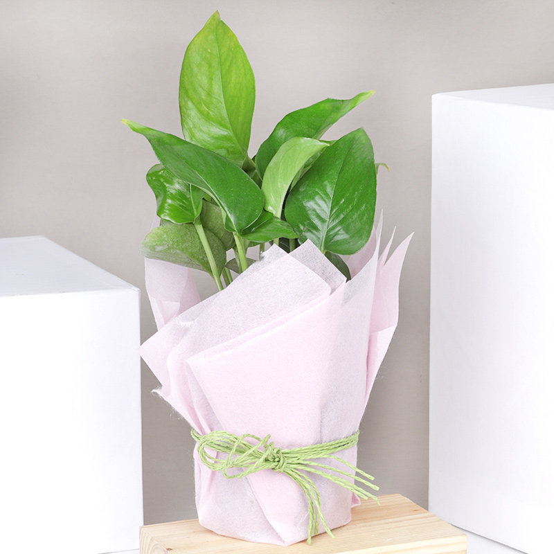 Pretty Money Plant