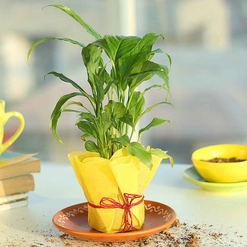 Nurturing Peace Lily