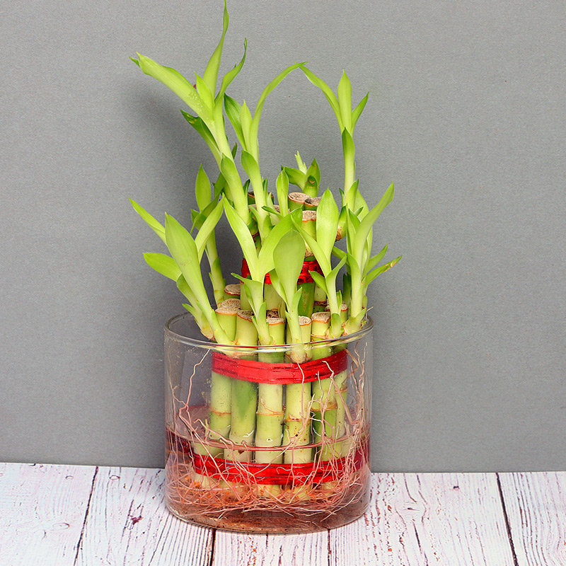 Double Layer Bamboo